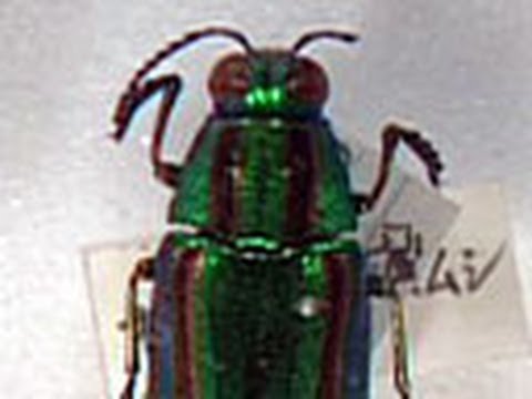 未来をひらく昆虫テクノロジー （3）タマムシたちの色と輝きのひみつ