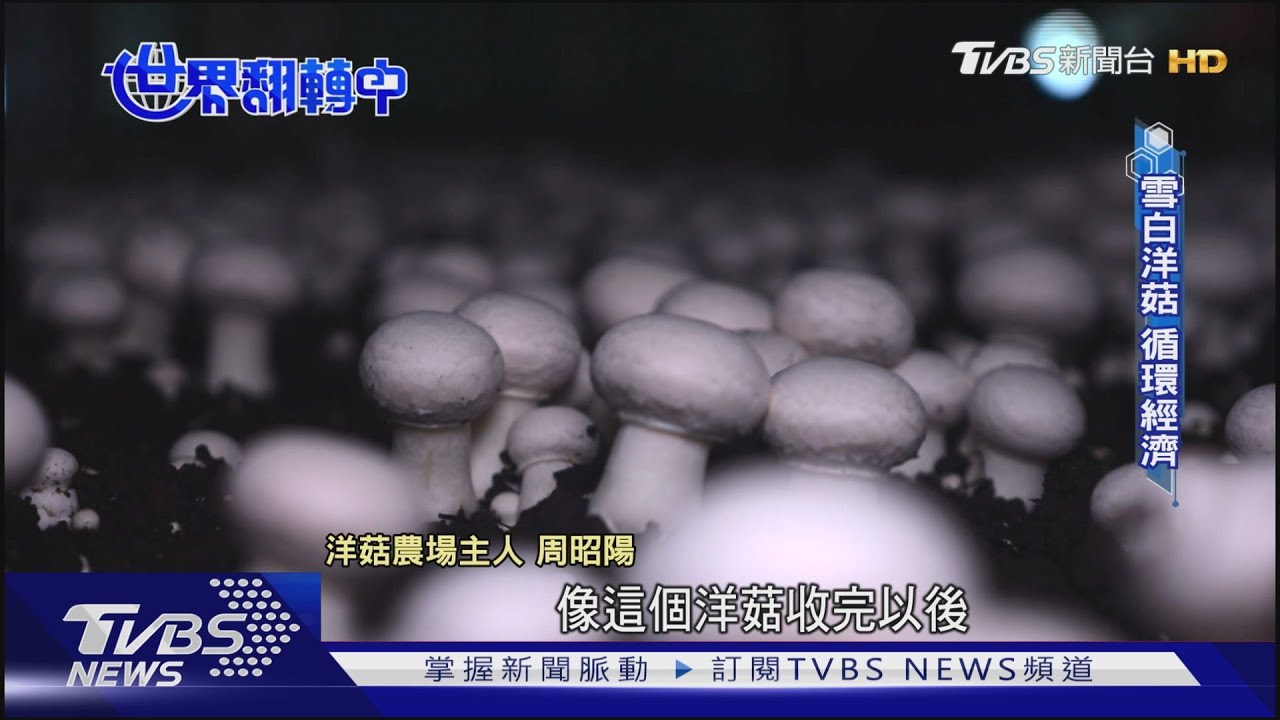 蔬菜循環零浪費 「果菜殘渣」再生栽培洋菇