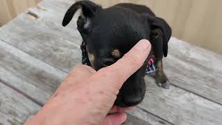 Video preview image #1 Chihuahua-Unknown Mix Puppy For Sale in Bandera, TX, USA