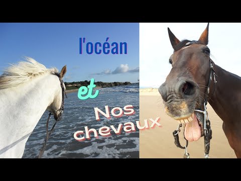 Nos chevaux à l'océan compil souvenir