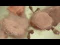 Knorr Sigigang Mix V2 Commercial 2084