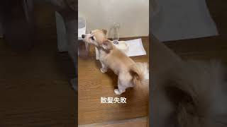 Bad haircut #puppy #cute #funny