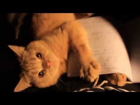 Studying with cats be like