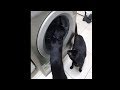 Two Cats Dazed By A Washing Machine Ends Up Fighting