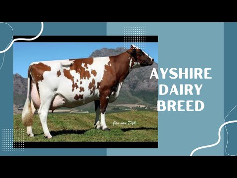 , title : 'AYSHIRE DAIRY BREED | AYSHIRE CATTLE | AYSHIRE CATTLE ADVANTAGES'