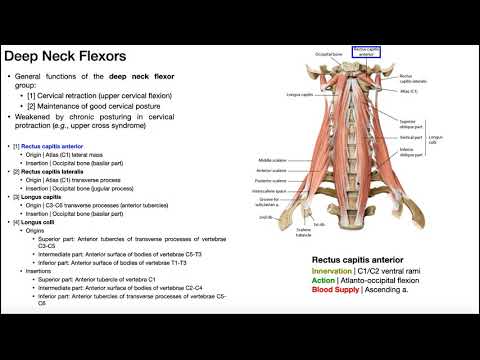 Deep Neck Flexor Group | Anatomy, Structure, and Functions [OINAs]