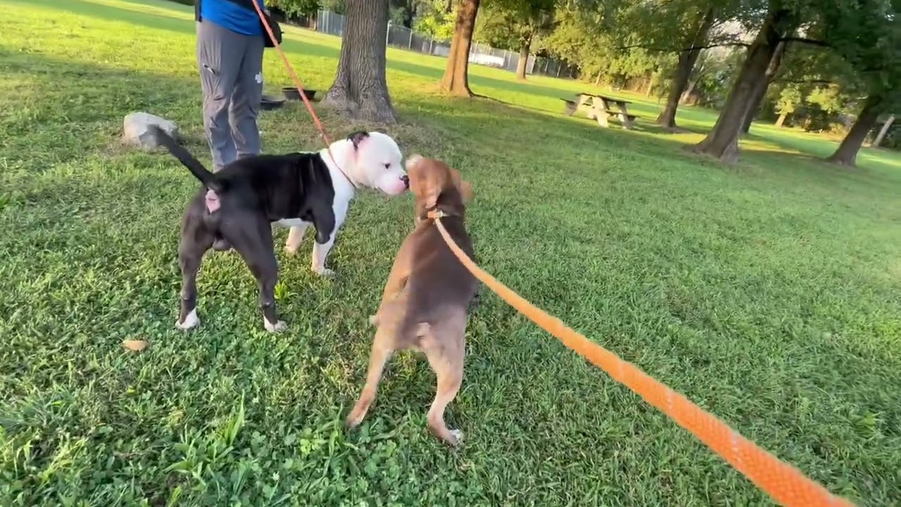 Barrel's Leash Test