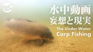 【水中動画】The Under Water Carp Fishing/妄想と現実【鯉釣り】