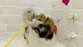 シーズーの動画01