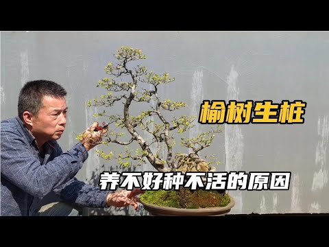 榆樹枯萎