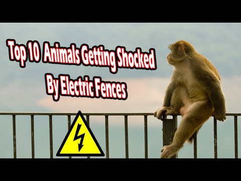 Top 10 Tiere, die durch Elektrozäune einen Stromschlag erleiden