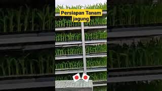Download lagu 🔴 Tanam jagung # とうもろこし Di Jepang !! mp3