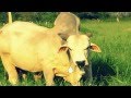Novo Samba Da Globalização ATAQUE AÉREO