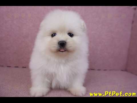 02/10白色松鼠博美母幼犬