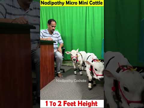 Micro mini cows 😍 1 To 2 feet height 😘 #youtube #viral #reels #miniature #trend #youtube #instagram