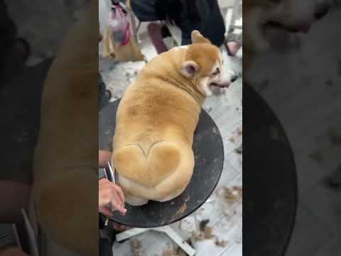 Eovi đi spa #eovivlog #pets #corgi #tiktok #funny #xuhuong #trending #cute #doglife #cutedog