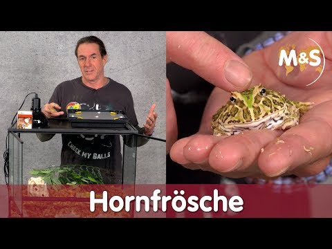 Knuffige Schmuckhornfrosch Biester | Der echte Pac-Man! | Ceratophrys cranwelli | Reptil TV