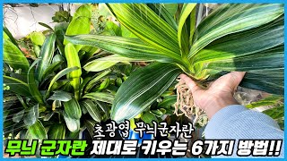 무늬 군자란 멋지게 키우려면 이 6가지만 기억하세요!! 초광엽 무늬군자란 키우기!!