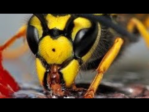 Honey beasts attack Fallout 76