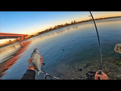 Pecanje Deverike - Sava Beograd // Bream fishing Belgrade Waterfront 4K