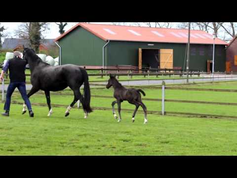 Stutfohlen von Danone x Florencio x his highness