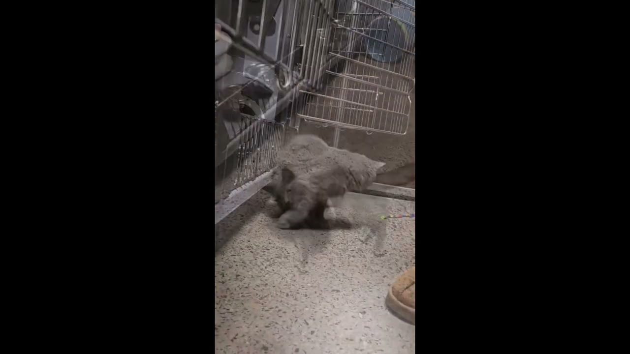 Enlarge Squeaky, a ADOPTABLE Domestic Medium Hair in Toronto, ON video 6/6