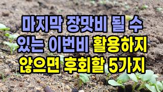 가뭄 뒤 단비 200% 활용법 5가지 마지막 장맛비 될 수 있는 이번 비 절대 놓치지 마세요