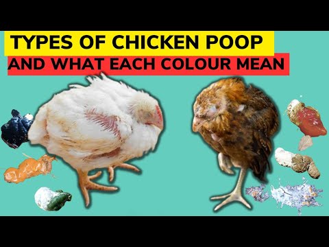 6種類の鶏のうんちとそれぞれの色の意味 |それは病気ですか、それとも正常ですか?ビデオで調べてください！
