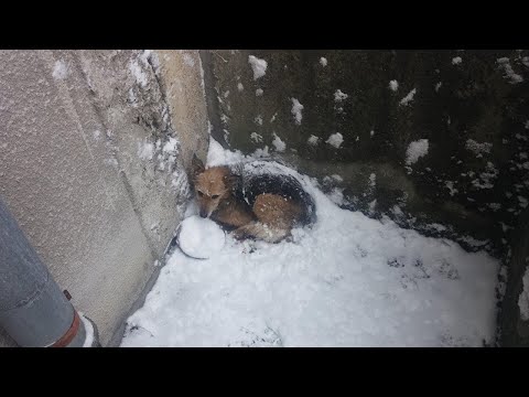 Armer Welpe im Tiefschnee bei Minus 11 Grad gefunden - Herzzereißende Tierrettung!