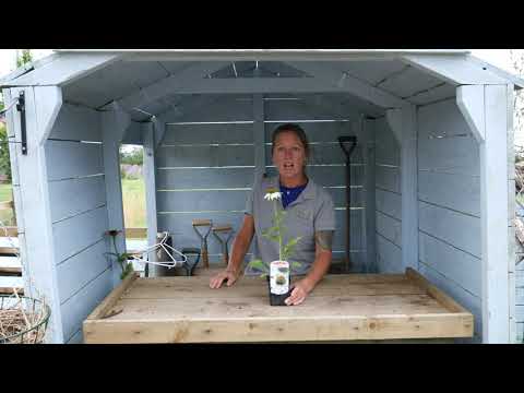 Echinacea Purpurea 'PowWow White' - Secret Gardening Club