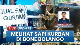 Melihat Langsung Sapi Kurban di Bone Bolango, Siap Didistribusikan Jelang Hari Raya Idul Adha