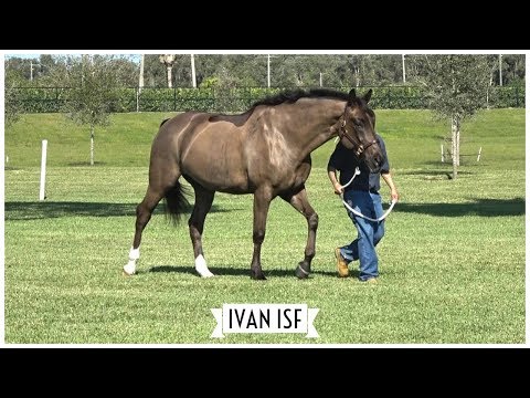 A Day in the Life of Ivan ISF - SOLD