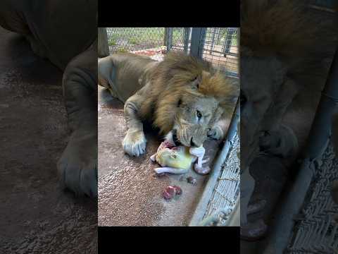 Lion gets THANKSGIVING TURKEY!!! #hungry #lion #thanksgiving