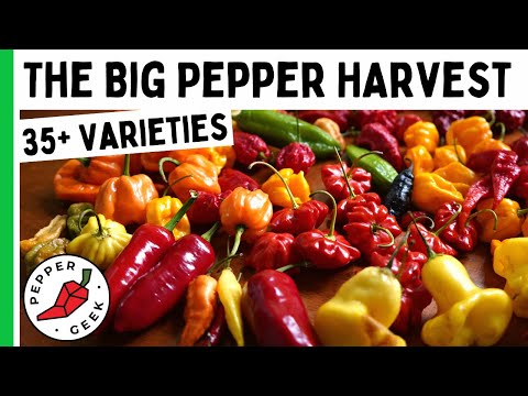 Incredible Pepper Harvest - Over 35 Different Varieties - Pepper Geek