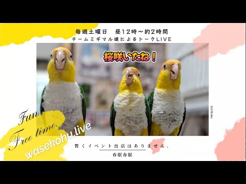わせこふLIVE#189　春眠ー
