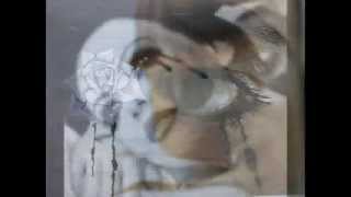 DARK BAND SADNESS "OPAL VAULT"