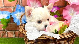 チワワ（ロング）の動画01