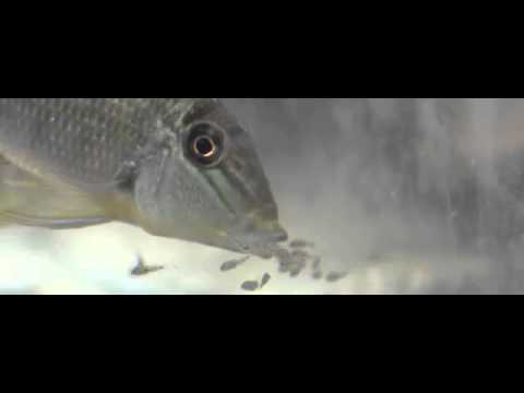 Hide into a mouth of your mother !