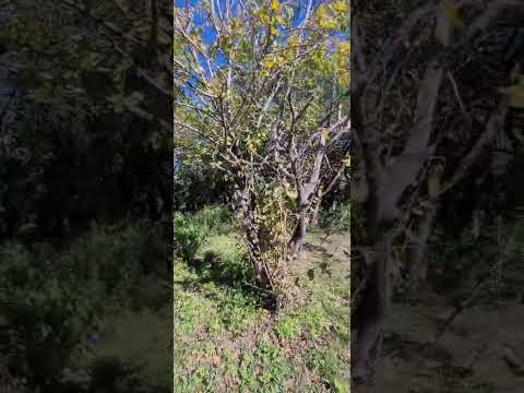 TERRENO EN VENTA/VILLA ANI-MI, LA GRANJA.