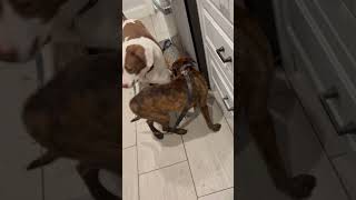 Video preview image #1 Boxador Puppy For Sale in Woodbury, NY, USA