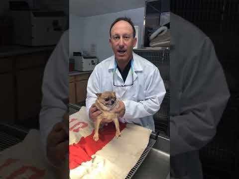 Tucker, an 11 year old Chihuahua with Bladder Stones