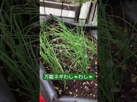 巨大ネギ 植物