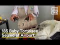 185 Baby Galapagos Tortoises Seized In Animal Smuggling Attempt