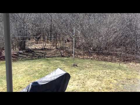 The crow and my suet bird feeder