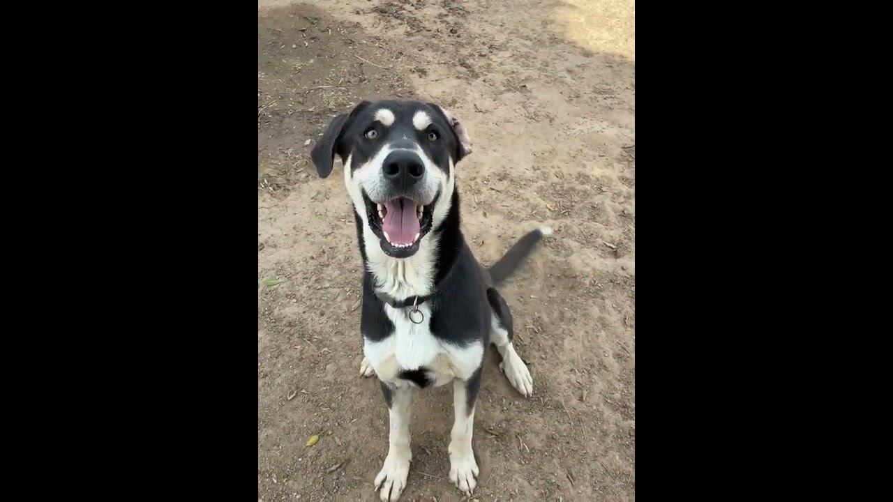 Enlarge Gregory, a Adoptable mixed breed in Riverside, CA video 6/6