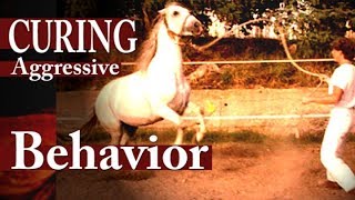 Hempfling -- Healing Aggressive Stallion
