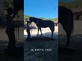 N' Joy, Superbe Quarter Horse Mâle