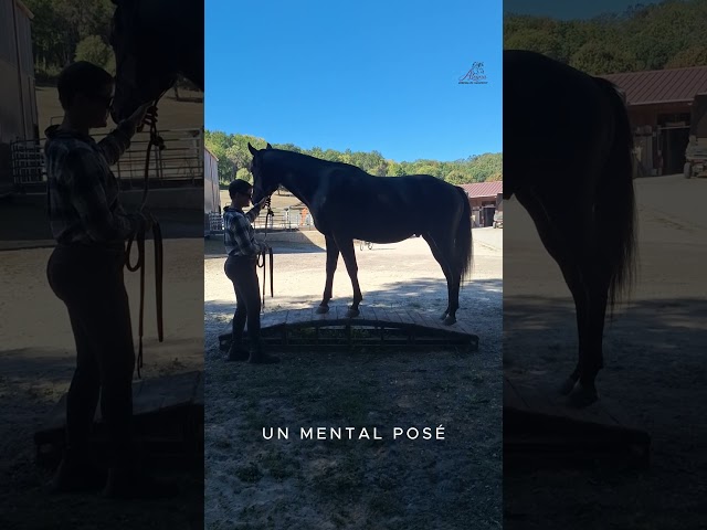 N' Joy, Superbe Quarter Horse M&acirc;le 
