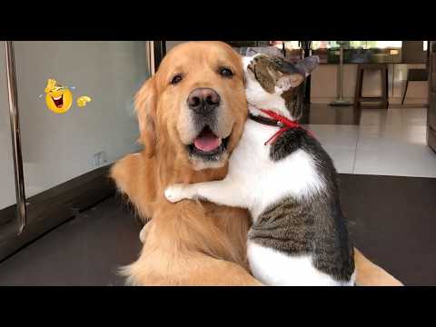 You Won’t Believe How Funny These Dogs Are 😂🐶 Best Funny Animals 2026