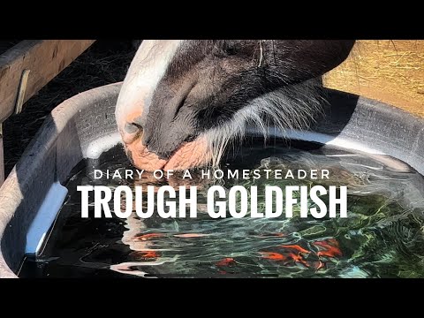 Goldfish in the Livestock Water Trough / Diary of a Permaculture Homesteader